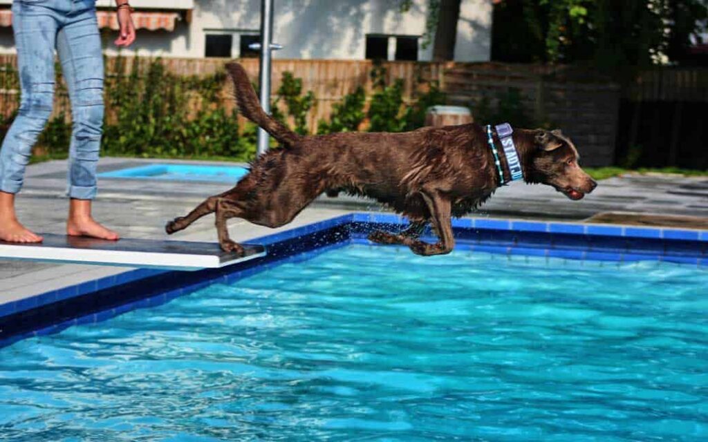 hundebadetag-8